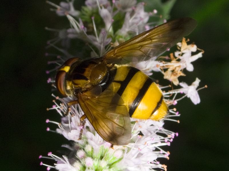 Volucella inanis (Linnaeus, 1758)